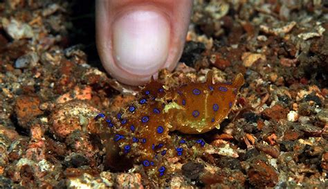 The blue-ringed octopus: small, vibrant and exceptionally deadly ...