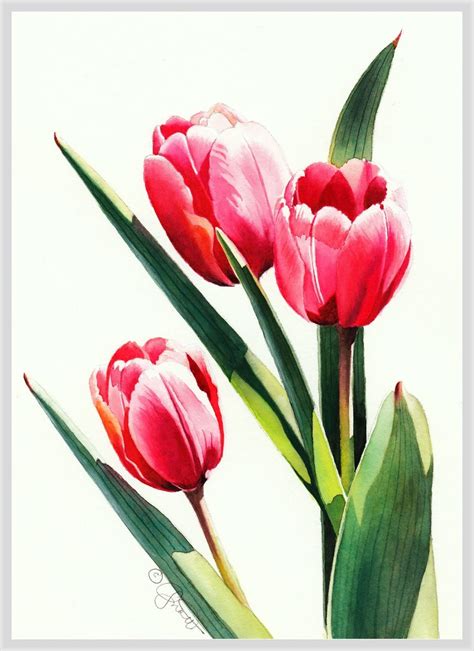 Three Tulips | Tulips art, Tulip painting, Watercolor tulips