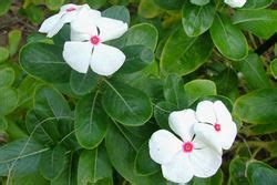 Catharanthus roseus