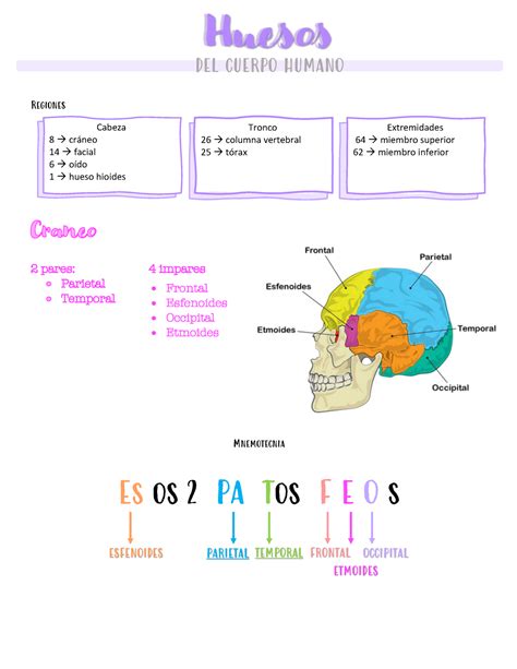 Huesos del cuerpo humano - Regiones Mnemotecnia Es os 2 PA Tos F E O s ...