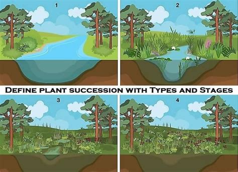 Define Plant Succession with Types and Stages - Basic Agricultural Study