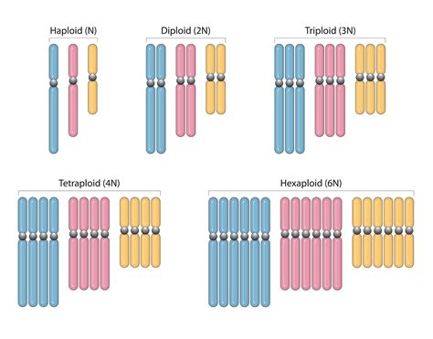 Polyploidy - Biology Online Tutorial