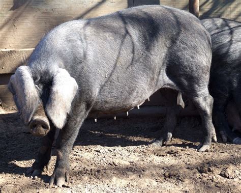 Large Black Pig - The Livestock Conservancy