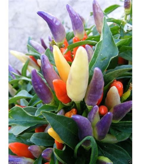 Ornamental Seeds : Ornamental Pepper Chilly Chili Flower Seeds Mixed Op ...