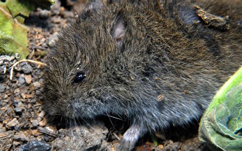 California Meadow Voles: A Sustainable Gardener’s Nightmare | Curbstone ...