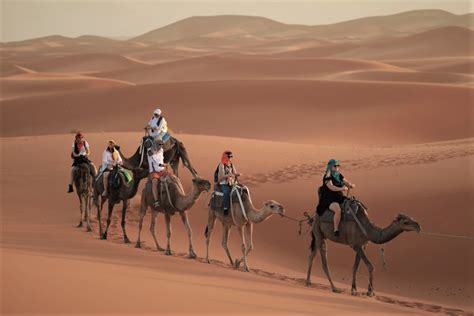 How to ride a camel or dromedary in the Sahara Desert