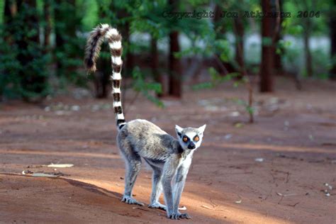 The Lemurs of Madagascar