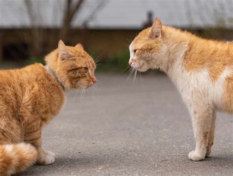 How Do Male Cats React To Kittens – FAQcats.com