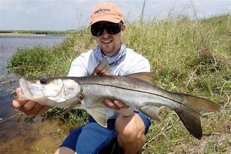 Common Snook | Mexican Fish.com