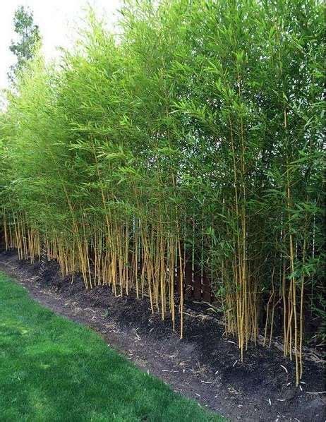 Bamboo Garden Ideas Backyards | สวนญี่ปุ่น, การจัดภูมิทัศน์, ไอเดียแต่ง ...