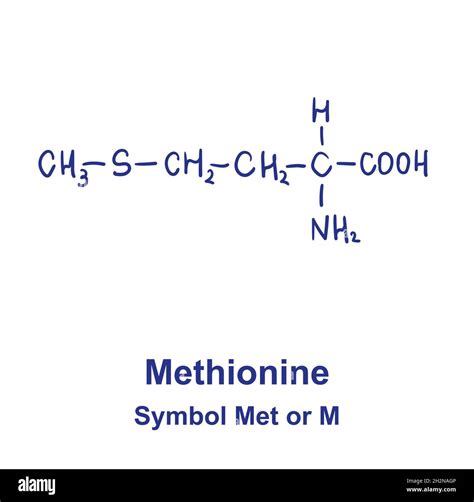 Methionine chemical structure. Vector illustration Hand drawn Stock ...