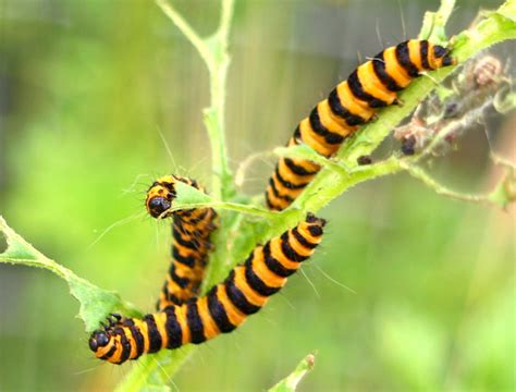 Black & yellow caterpillars - 5 | Not brilliant but wanted t… | Flickr