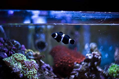 How to Clean a Dirty Fish Tank the Right Way