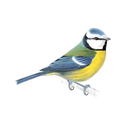 Blue Tit Bird Facts | Cyanistes Caeruleus