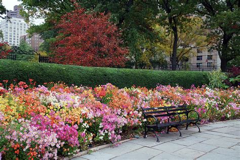 Central Park Conservatory Garden in Autumn Photograph by DM Carpenter