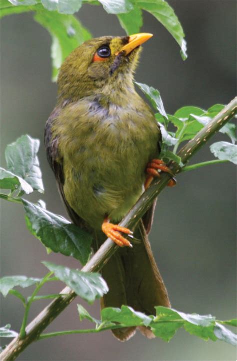 Bell Miner - Birds Queensland