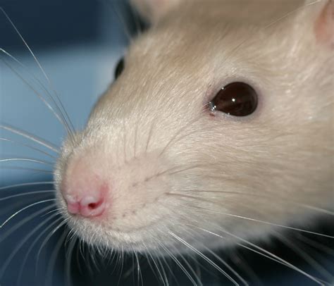 The Bulging Rat Eye: Why Does One Eye Look Bigger than the Other ...