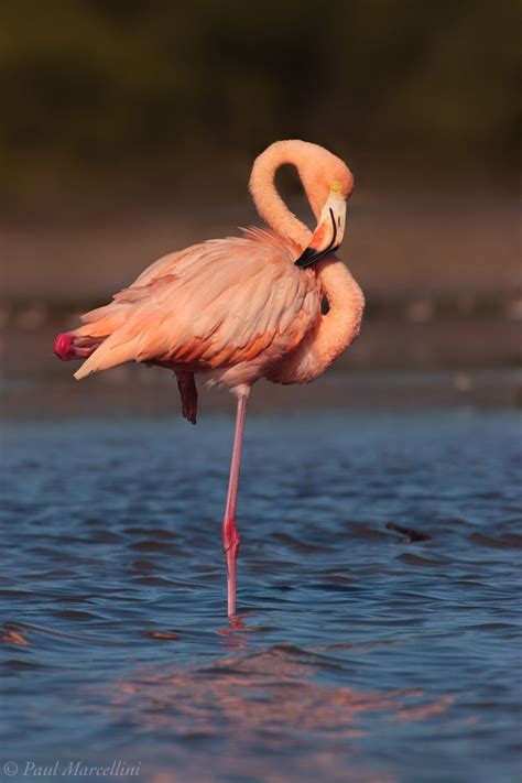 Everglades Flamingo : Florida Bay, Everglades National Park, Florida ...