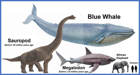 Blue Whale Size Comparison To Elephants