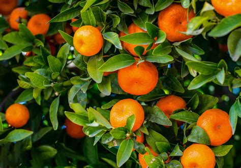 Oranges Growing