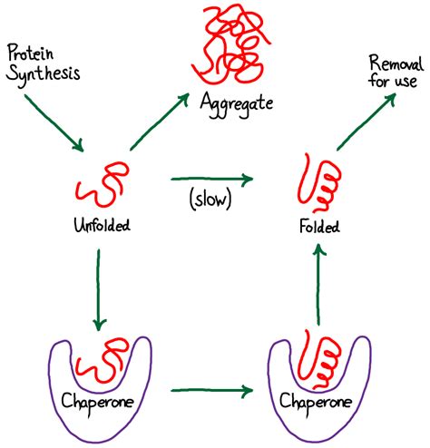 Chaperone-aided Protein Folding | Physical Lens on the Cell