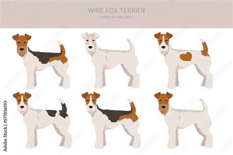 Wire fox terrier clipart. Different poses, coat colors set Stock Vector ...