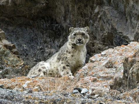 Snow Leopard tracking in the Himalayas | Responsible Travel