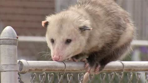 Giant possum draws crowds in Philadelphia's Nicetown section - 6abc ...