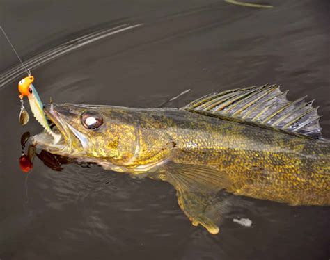 Walleye Fishing Methods Explained