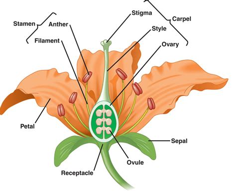 Diagram Of A Stamen