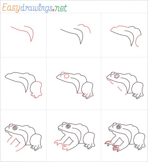 How To Draw A Frog Step by Step - [9 Easy Phase]