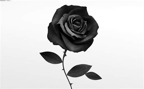 Black Rose Drawing, Pencil, Sketch, Colorful, Realistic Art . Drawing ...