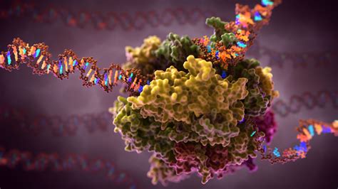 RNA Polymerase Transcription: Scientific Illustration GIF - Medical ...