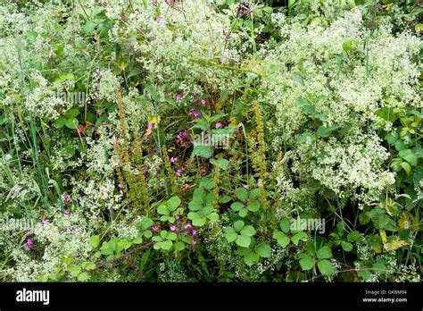 Hedgerow plants and flowers Stock Photo - Alamy