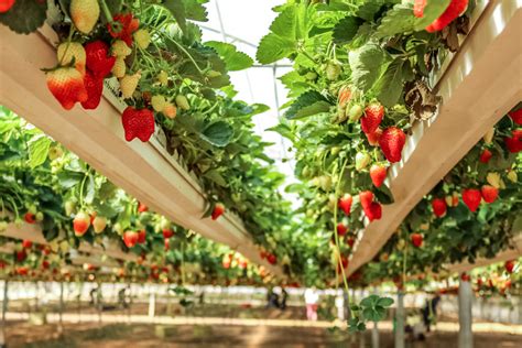 5 Farms in 5 Different Cities For Strawberry Picking in South Korea ...