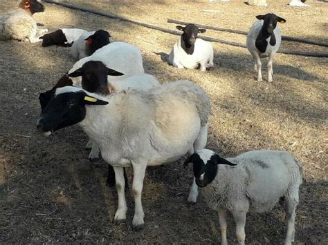 Breeding herd of dorper sheep in East London | Clasf animals