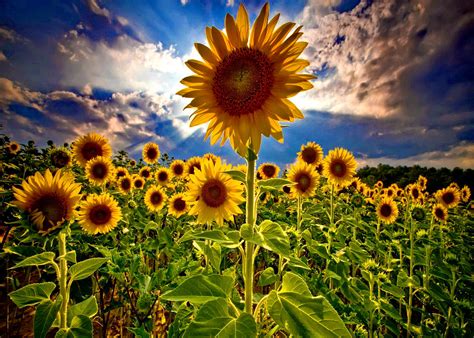 Field of Sunflowers Wallpaper - WallpaperSafari