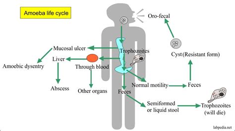 Amoeba Life Cycle