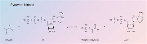 Pyruvate Kinase - Worthington Enzyme Manual | Worthington Biochemical