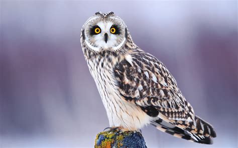 Download Animal Owl HD Wallpaper