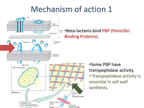 PPT - Pharmacology of Cephalosporins : General Overview PowerPoint ...