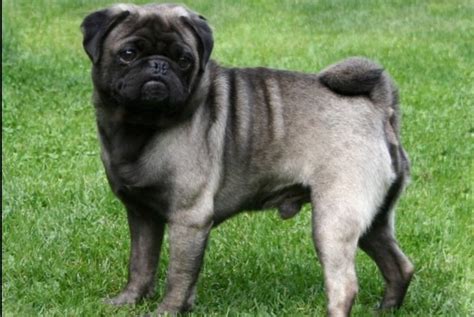 Silver Pug - A Small Pug Standing in the Grass Next to a Soccer Ball