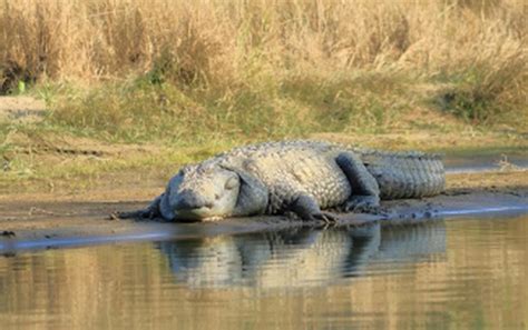 Ganges River Crocodiles