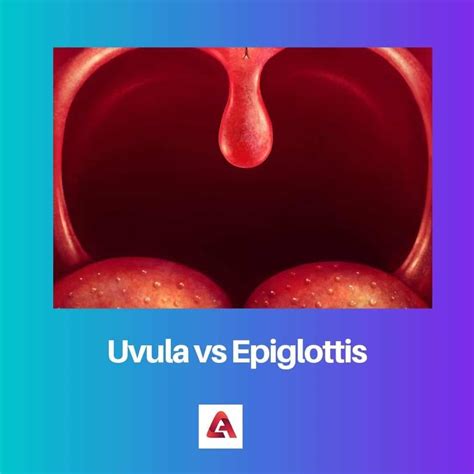 Epiglottis Meaning