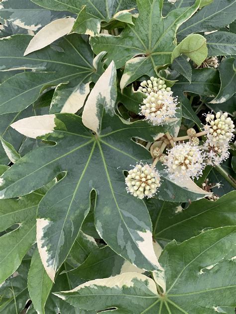 Fatsia japonica 'Variegata' Marble Chip Variegated Japanese Aralia ...