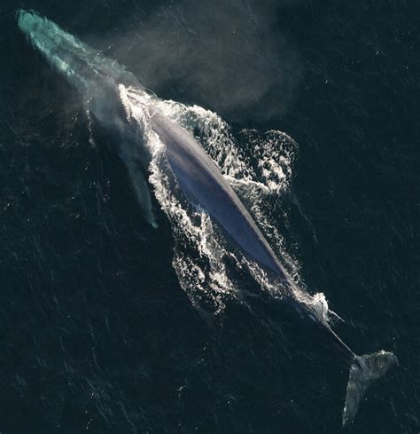 Fin-Blue Hybrids: A New Challenge for Blue Whale Conservation ...