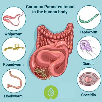 Human Parasites Chart