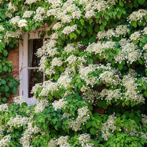 Climbing Hydrangea | ubicaciondepersonas.cdmx.gob.mx