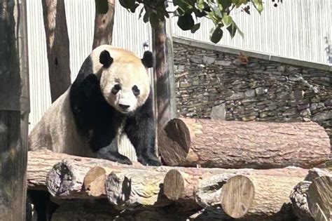 #PandaStory: A Happy Homecoming | Smithsonian's National Zoo and ...