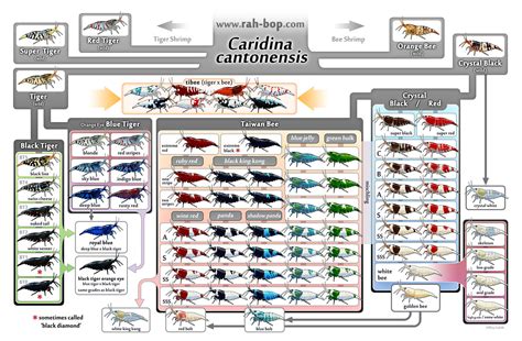 Caridina cantonensis family tree by rah-bop on DeviantArt